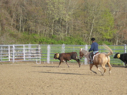 Team Penning